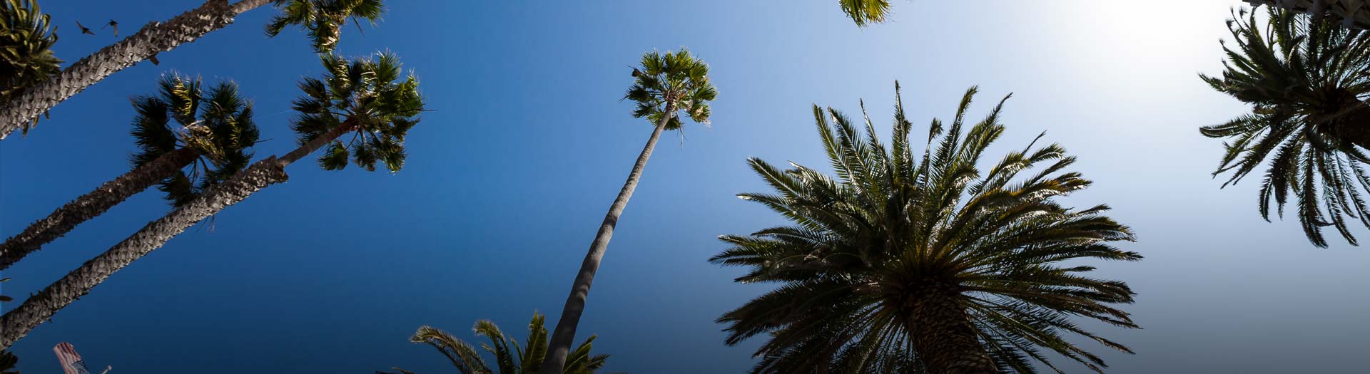 San Diego palm trees against a blue sky